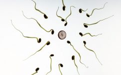 Sperm Hacmi Nasıl Artırılır?